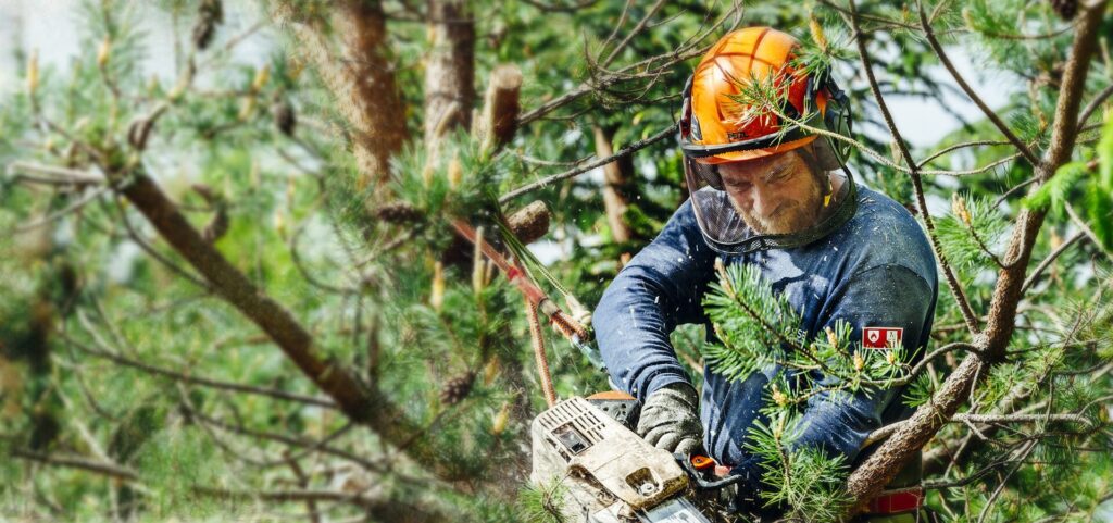 Arborist cutting a limb with a chainsaw