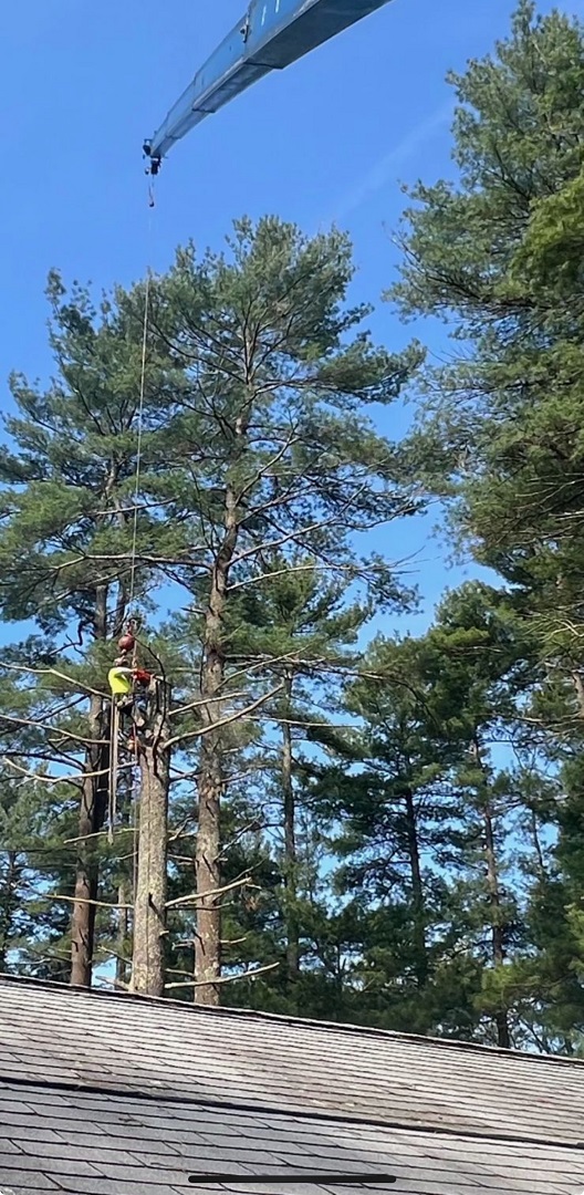 Tree service in Marion, MA by TriTown Group