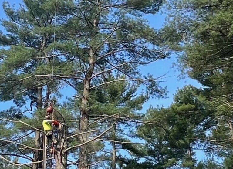 TriTown Group arborist climbing a tall pine tree in Marion, MA