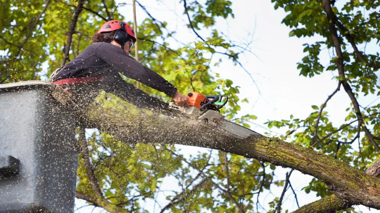 TriTown Group arborist pruning a tree from a climbing harness