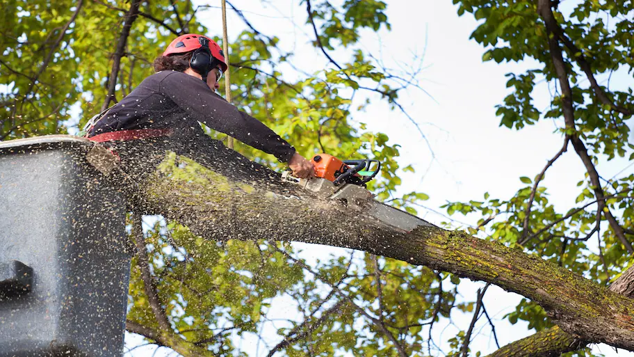 When Is the Best Time to Prune Trees in Massachusetts?