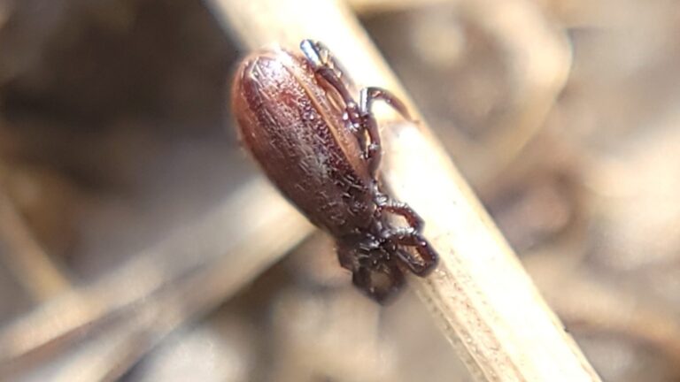 Deer tick waiting on a grass stem at the edge of a lawn