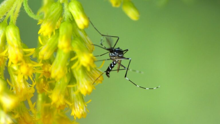 Asian tiger mosquito resting on a yard plant