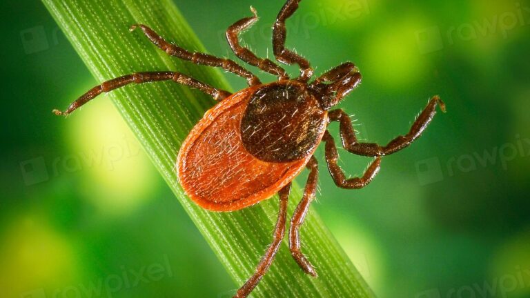Blacklegged (deer) tick on a green leaf