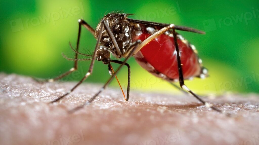 Female Aedes mosquito feeding on human skin