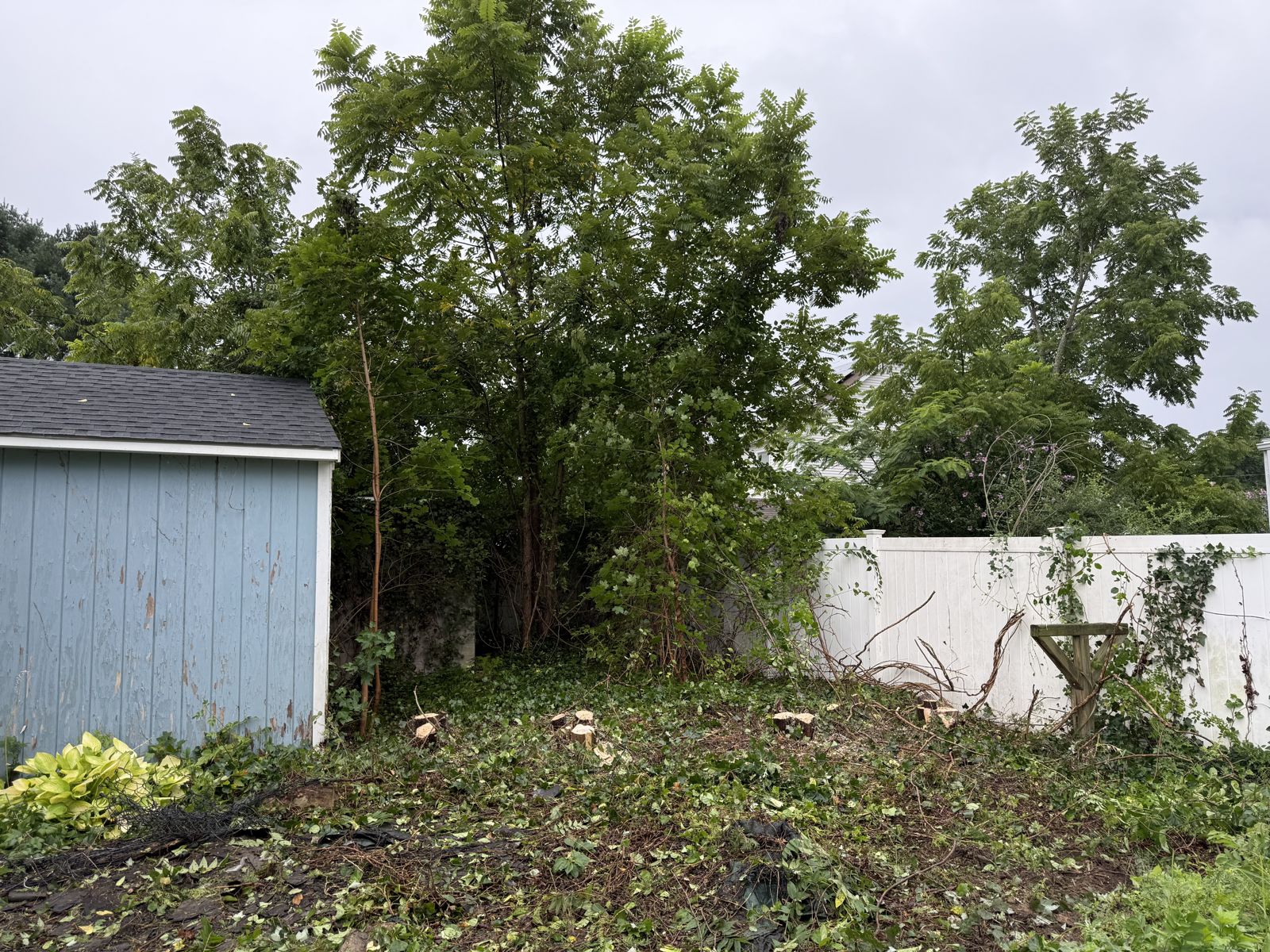Shed and fence line cleared after arborvitae removal