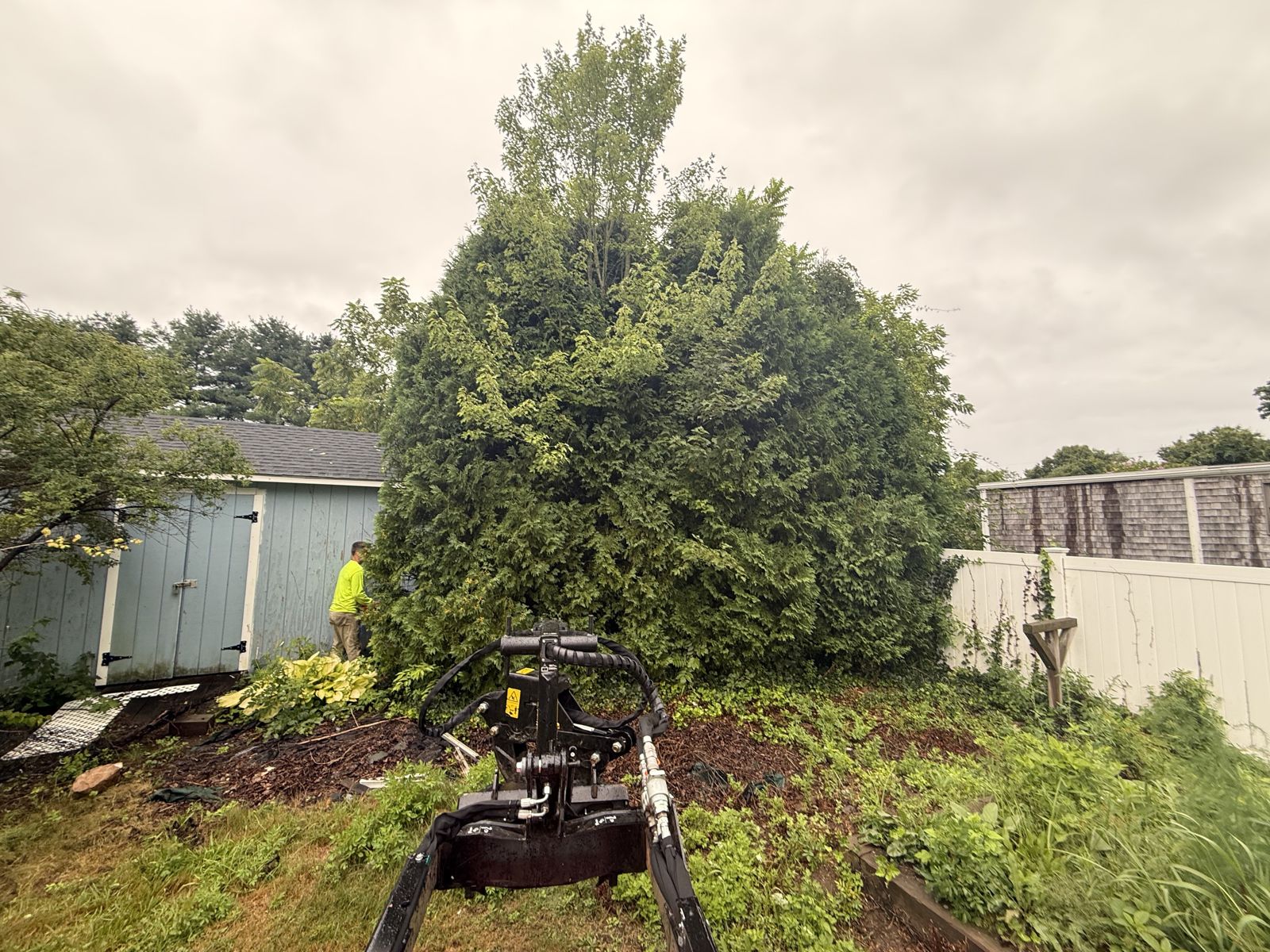 Overgrown arborvitae along a shed and fence before removal