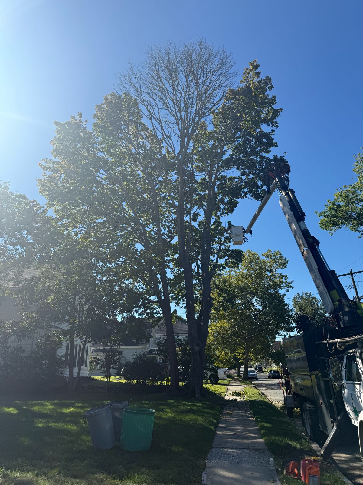 TriTown Group bucket truck working in a street tree canopy