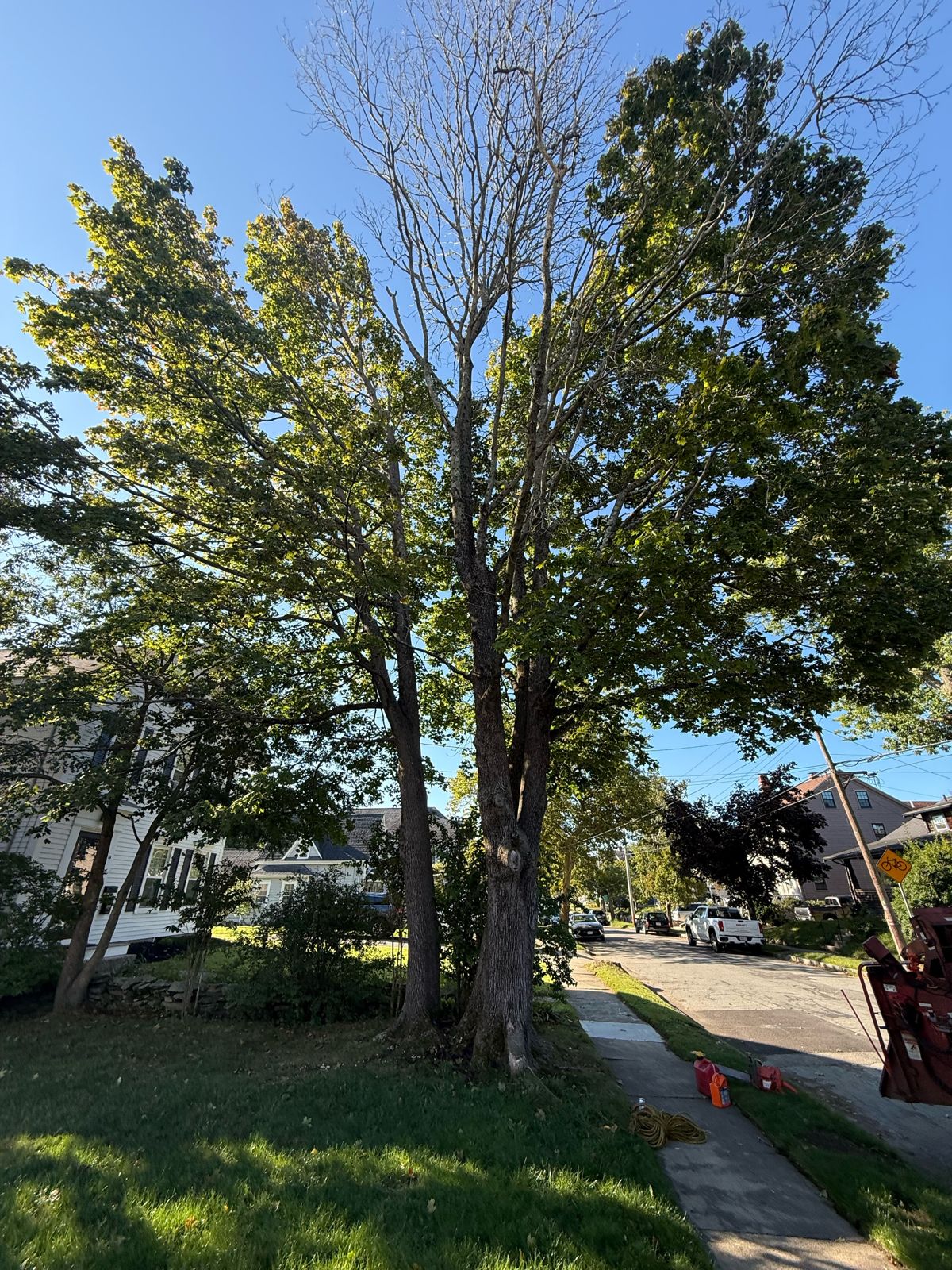 Street tree with a dead crown over the sidewalk before removal