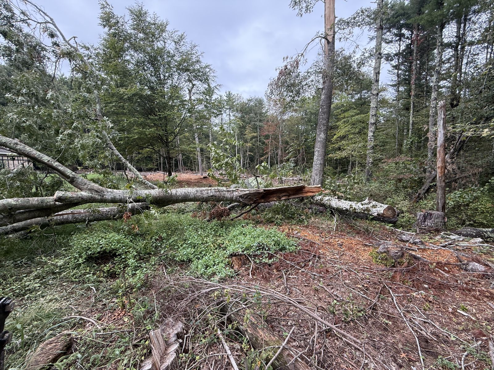 Tree trunk snapped in a storm in Acushnet, MA before TriTown Group removal