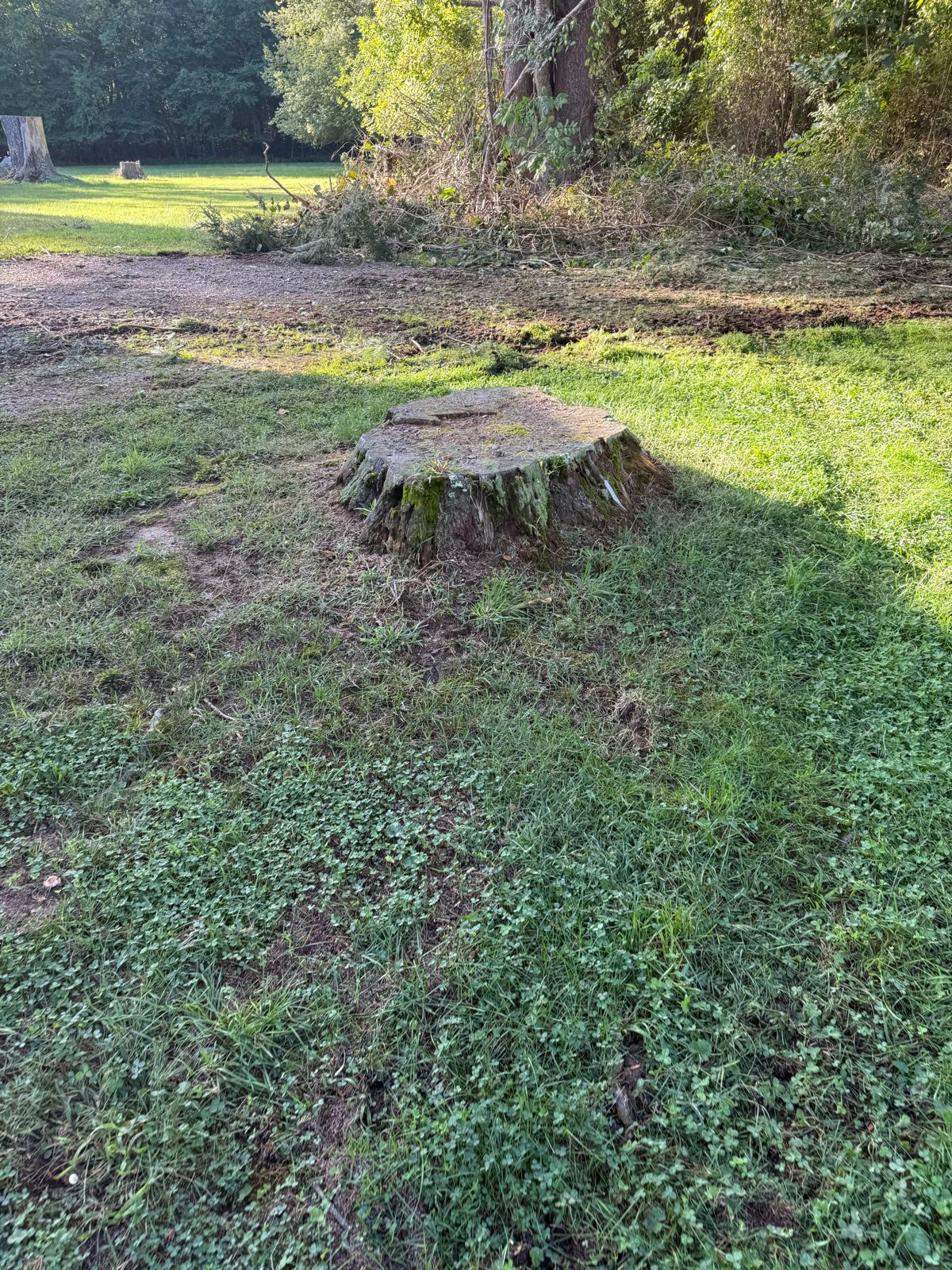 Large tree stump in a lawn before stump grinding